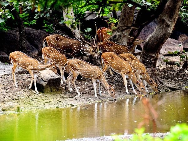 Shamirpet Lake and Deer Park